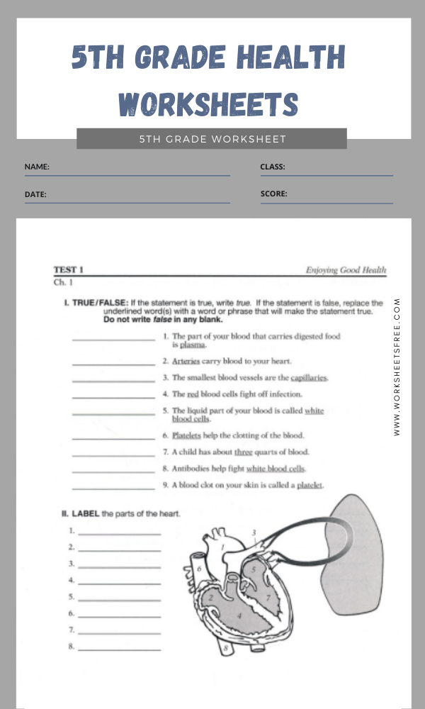 5th Grade Health Worksheets 3 | Worksheets Free