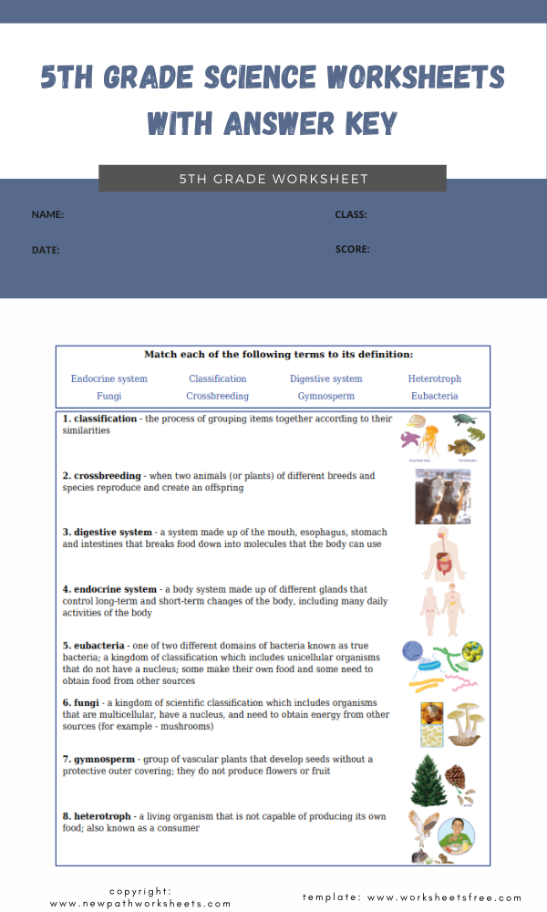 year-6-science-assessment-worksheet-with-answers-humans-including