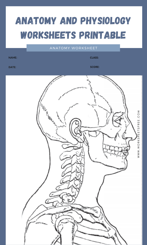 Anatomy And Physiology Worksheets Printable 3 Worksheets Free