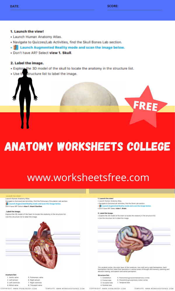 anatomy-worksheets-college-worksheets-free