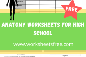 anatomy worksheets for middle school